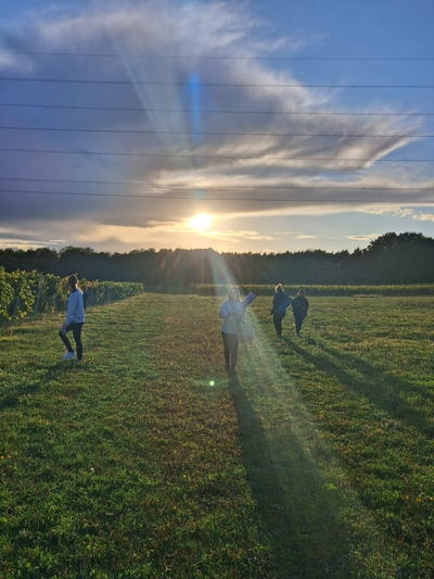 Guests walking through a vineyard at sunset