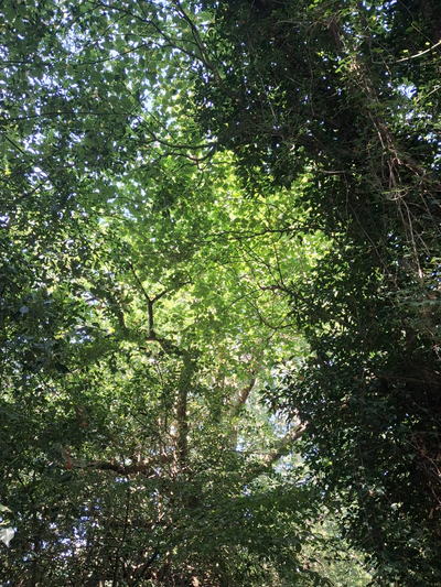 Sunlight through the tree canopy on the grounds